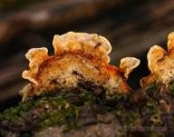 Striegeliger Schichtpilz, Foto 49