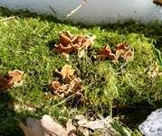 Striegeliger Schichtpilz, Foto 56