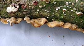 Striegeliger Schichtpilz, Foto 61