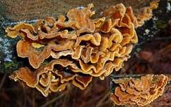 Striegeliger Schichtpilz, Foto 8