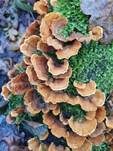 Striegeliger Schichtpilz, Foto 65