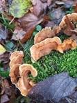 Striegeliger Schichtpilz, Foto 66