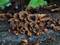 Striegeliger Schichtpilz, Foto 68