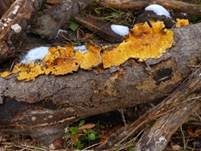 Striegeliger Schichtpilz, Foto 71