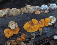 Striegeliger Schichtpilz, Foto 78