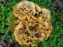 Striegeliger Schichtpilz, Foto 80
