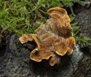 Striegeliger Schichtpilz, Foto 85