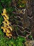 Striegeliger Schichtpilz, Foto 90