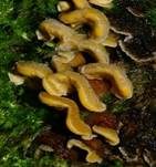 Striegeliger Schichtpilz, Foto 91
