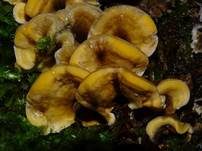 Striegeliger Schichtpilz, Foto 92