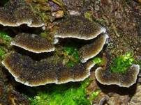 Striegeliger Schichtpilz, Foto 93