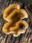 Striegeliger Schichtpilz, Foto 95