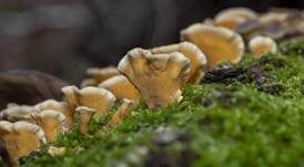 Striegeliger Schichtpilz, Foto 96