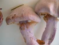 Bocksdickfuß, Foto 17