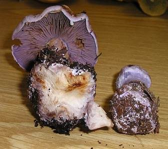 Bocksdickfuß, Foto 5