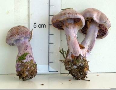 Bocksdickfuß, Foto 6