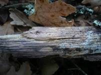 Strohfarbener Saftzystidling, Foto 5