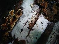 Strohfarbener Saftzystidling, Foto 6