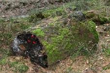 Strohgelbes Hakenhaarbecherchen, Foto 9