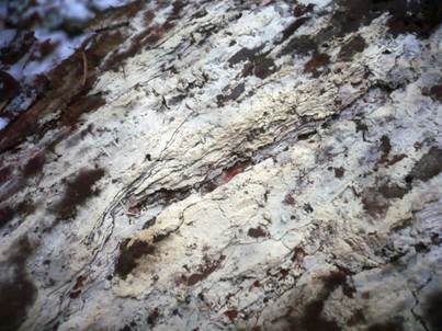 Strohweißer Rindenpilz, Foto 3