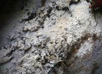 Strohweißer Rindenpilz, Foto 8