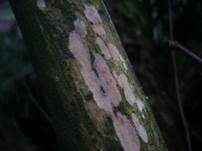 Strohweißer Rindenpilz, Foto 10
