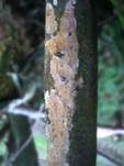 Strohweißer Rindenpilz, Foto 11