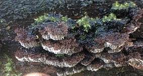 Struppiger Stachelrindenpilz, Foto 9