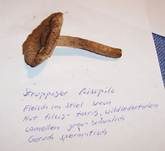 Struppiger Risspilz, Foto 21