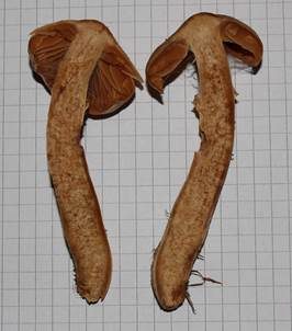 Stumpfhütiger Wasserkopf, Foto 4