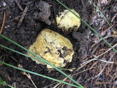 Südlicher Gelbwurzeltrüffel, Foto 2