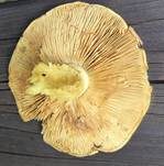 Superber Klumpfuß, Foto 8
