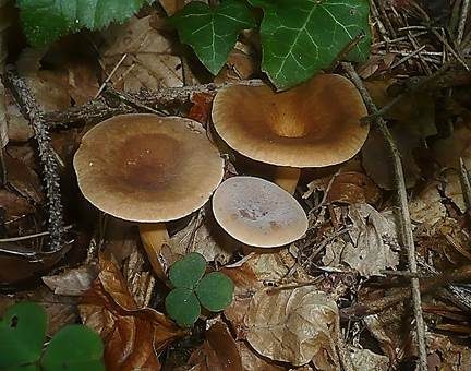 Süßlicher Buchenmilchling, Foto 2