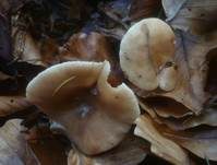 Süßlicher Buchenmilchling, Foto 10