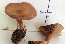 Süßlicher Buchenmilchling, Foto 11