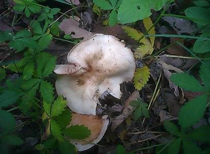 Süßriechender Fälbling, Foto 3