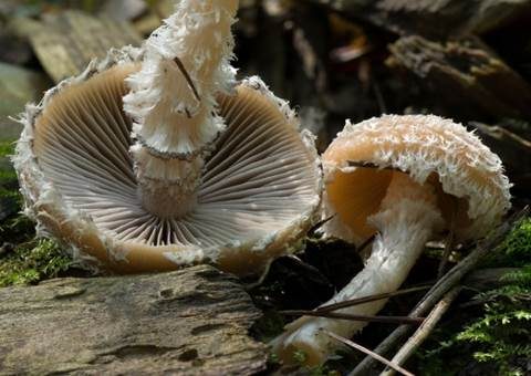 Süßriechender Faserling, Foto 3