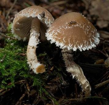 Süßriechender Faserling, Foto 4
