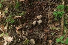 Süßriechender Faserling, Foto 6