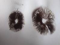Süßriechender Faserling, Foto 8