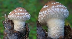 Süßriechender Faserling, Foto 9