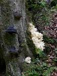 Tannen-Stachelbart, Foto 21