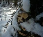 Tannen-Wurzelschwamm, Foto 10