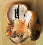 Tauber Reizker, Foto 19