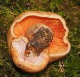 Tauber Reizker, Foto 23