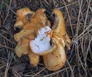 Tauber Reizker, Foto 27
