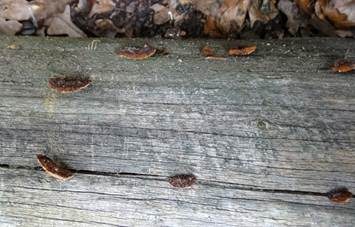 Tannenblättling, Foto 3