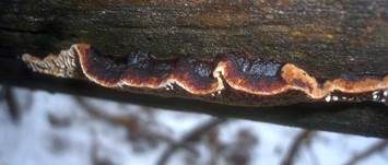 Tannenblättling, Foto 22