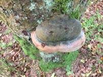Tannenfeuerschwamm, Foto 20