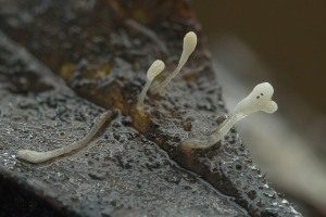 Borstenfüßiges Fadenkeulchen, Foto 1